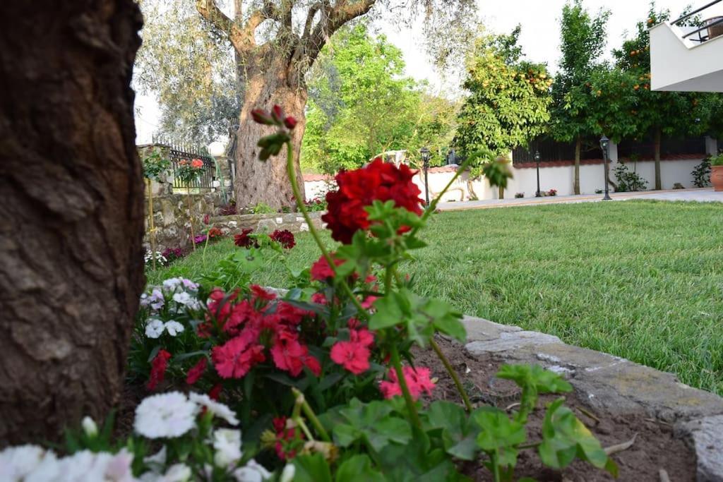 Appartamento Tsafas Αpartments Limenas  Esterno foto